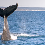 Humpback Whale off the coast of Hervey Bay, Australia. What are the best restaurants in Hervey Best