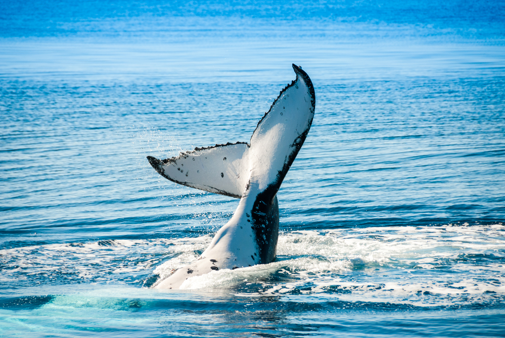 Hump Whale - Hervey Bay Australia
